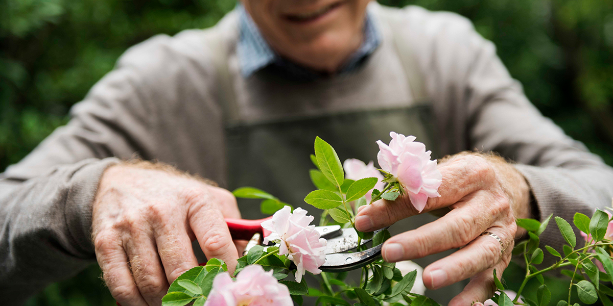 gardening ideas for seniors